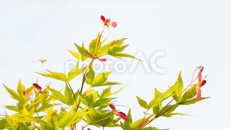 もみじの種 もみじの種,もみじ,かえでの写真素材