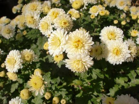 白い小菊の花 植物,花,キク科の写真素材
