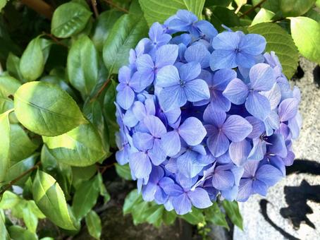 Blue-purple hydrangea, JPG