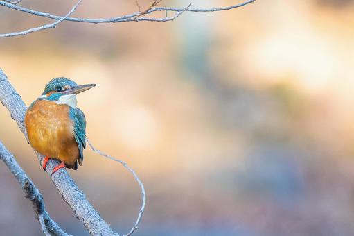 Kingfisher perched on a branch - copy space, kingfishers, wild bird, bird, JPG