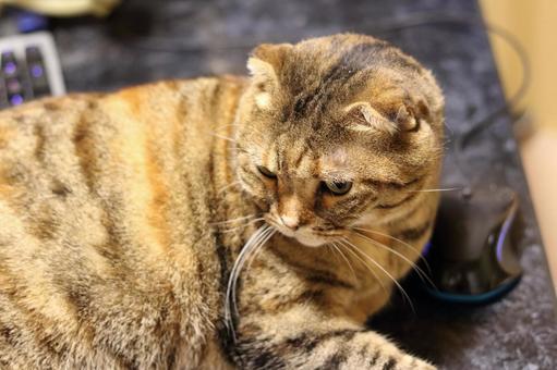 何かを見つけた猫 何かを見つけた猫の写真