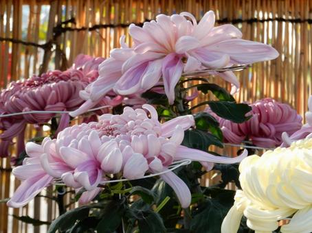 【風景写真】福山菊花展覧会の風景 キク,菊,菊花展の写真素材