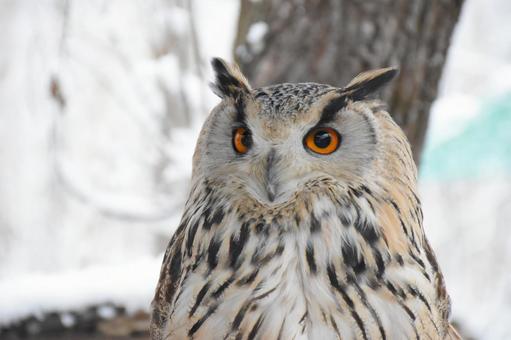 ワシミミズク 冬,雪,積雪の写真素材
