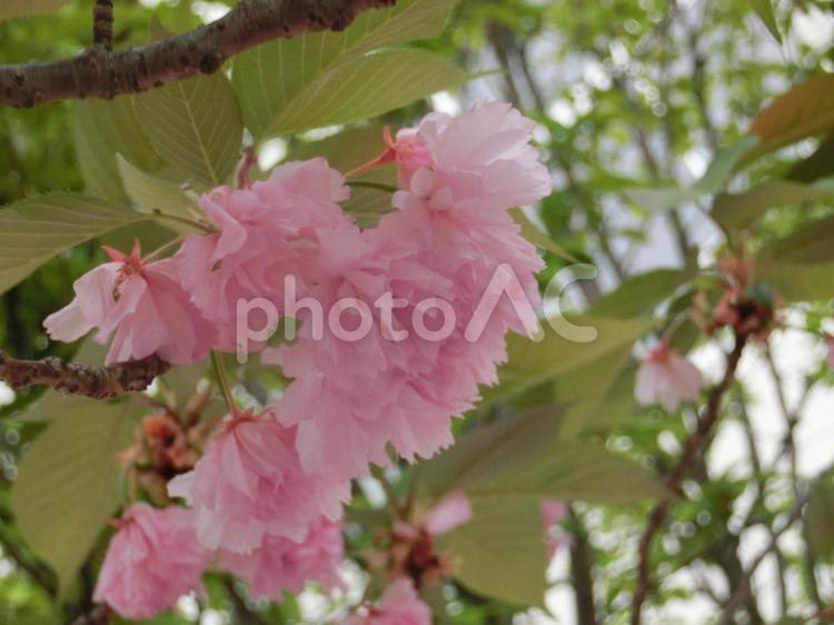 桜　さくら　横 桜,春,可愛いの写真素材