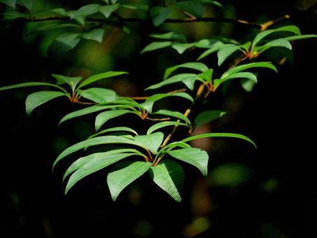 8月のクロモジの葉 8月のクロモジの葉 クロモジ,青葉,葉の写真素材