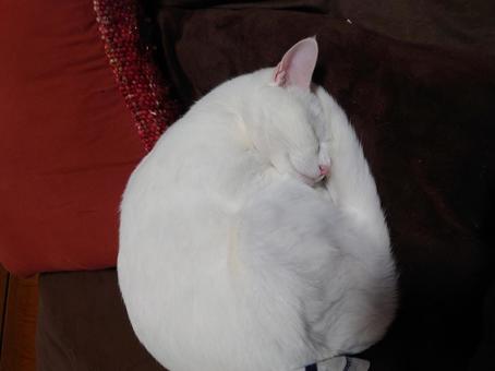 まるまるねこ ねこ,かわいい,小さいの写真素材