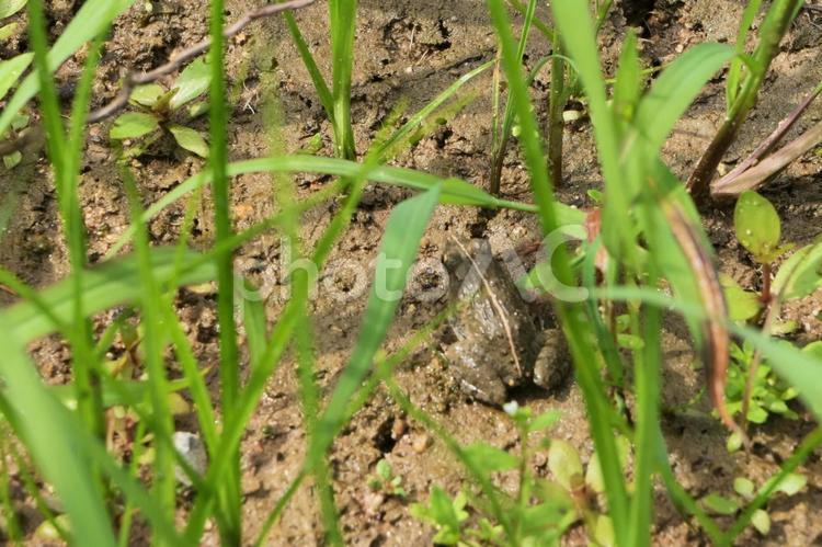田んぼの中のカエル カエル,蛙,夏休みの写真素材