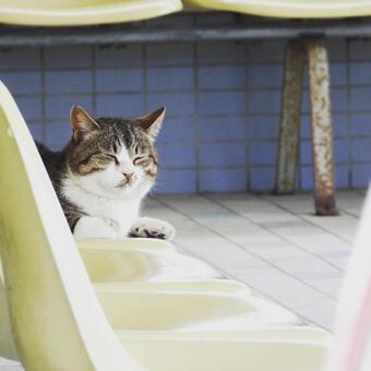 眠る猫 眠る猫の写真