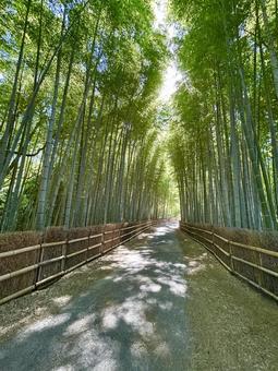 竹林、縦画像 竹林、縦画像 竹林,日差し,木漏れ日の写真素材