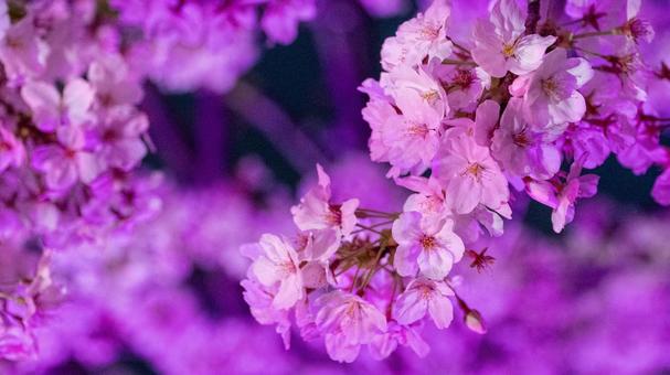 夜桜1 夜桜1の写真