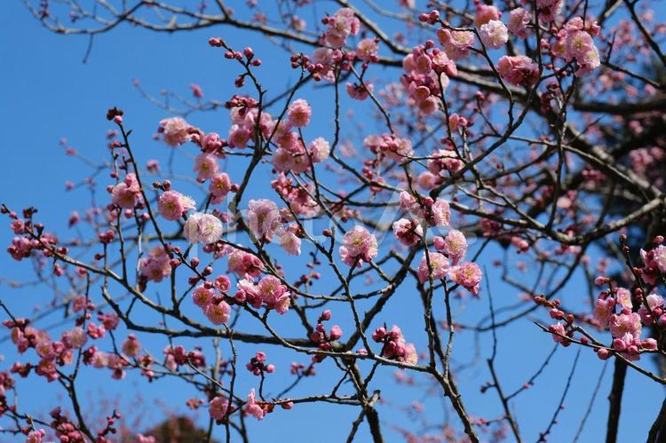 松島の3月の梅の開花の風景　梅の木と花 梅,紅梅,赤の写真素材