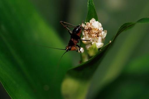 花を食べるバッタの幼虫 花を食べるバッタの幼虫 昆虫,虫,自然の写真素材