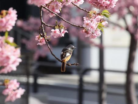 桜の枝に止まるジョウビタキ 桜の枝に止まるジョウビタキ ジョウビタキ,野鳥,鳥の写真素材
