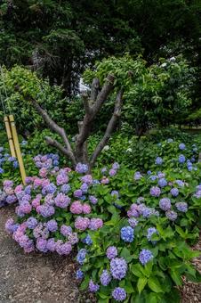 指扇アジサイまつり2025年 指扇アジサイまつり2025年 アジサイ,紫陽花,綺麗の写真素材