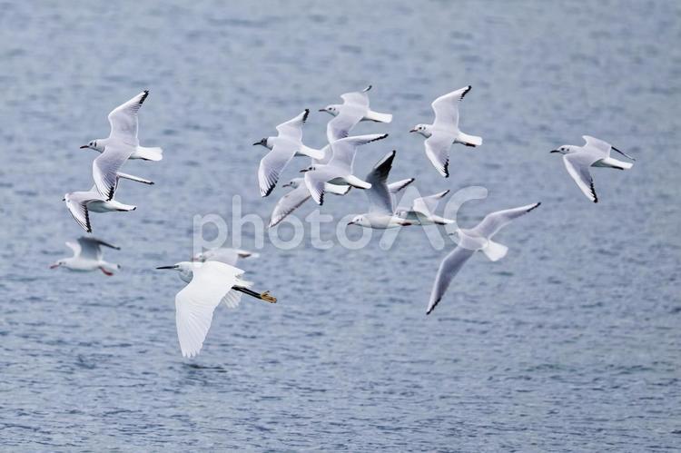  ユリカモメと一緒に飛ぶコサギ ユリカモメ,百合鴎,冬羽の写真素材
