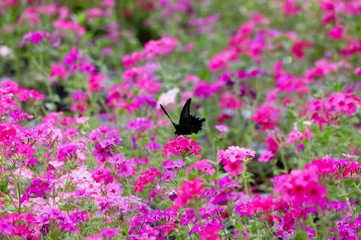 Photo, nadesico, flower, pink, 