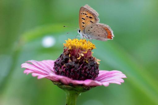 ピンクの花に止まったベニシジミ ピンクの花に止まったベニシジミの写真