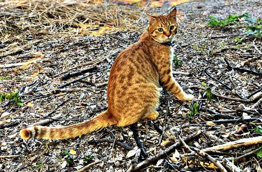 振り返る猫 振り返る猫 ネコ,茶トラ,振り向くの写真素材