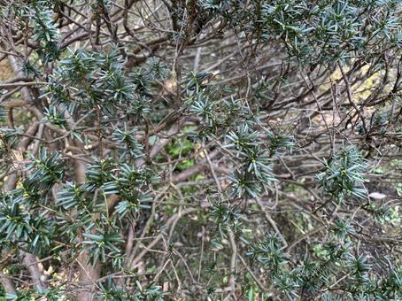 庭 庭,庭木,背景の写真素材