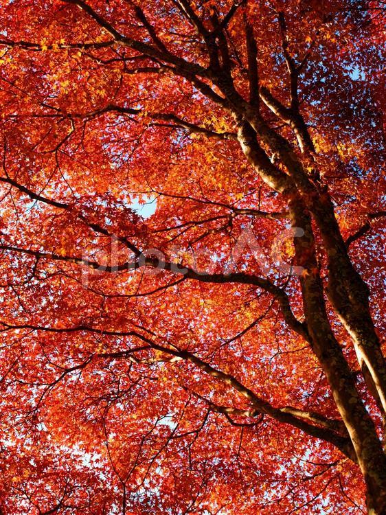 真っ赤なカエデの紅葉、モミジ、秋の風景 紅葉,かえで,カエデの写真素材