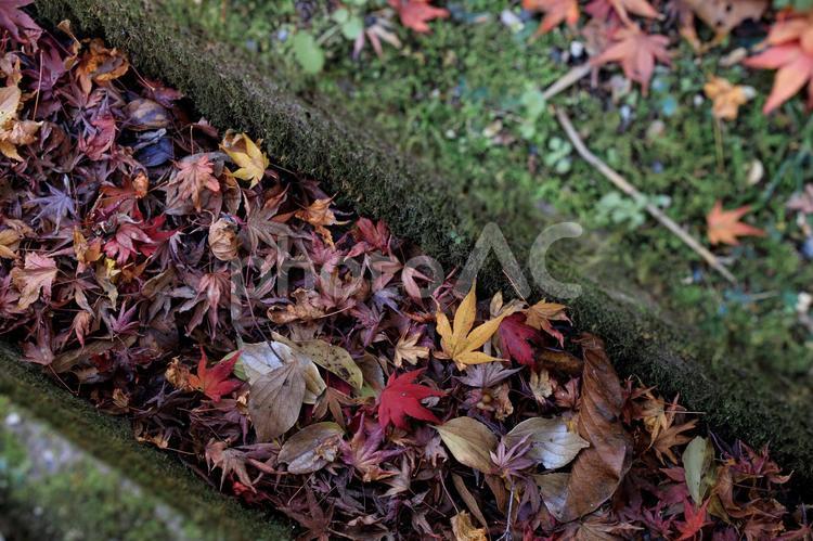 秋の紅葉・景色・もみじ・落ち葉 もみじ,紅葉,落ち葉の写真素材