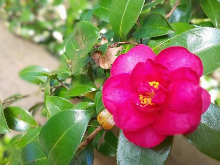 椿花の鮮やかな赤 椿花の鮮やかな赤の写真