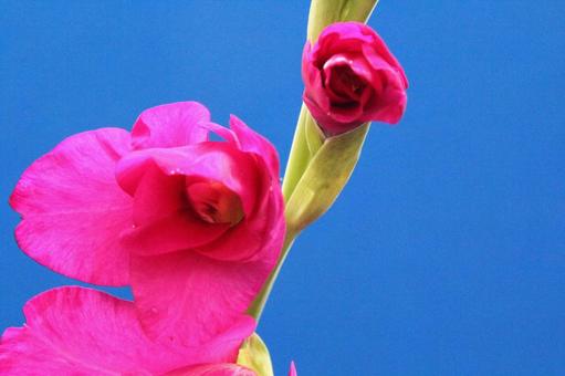 グラジオラスの花 グラジオラスの花の写真