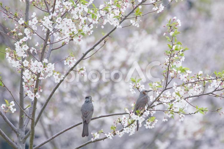 ヒヨドリたちと花見 桜,春,花の写真素材