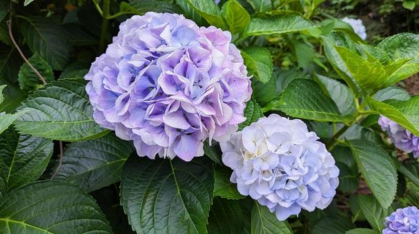 Photo, hydrangea, blue, landscape, 
