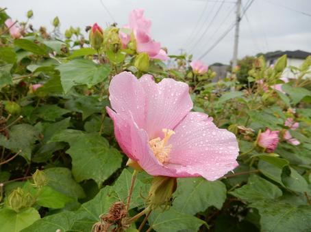 【花の写真】ムクゲの花 【花の写真】ムクゲの花の写真