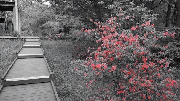 つつじ つつじの写真