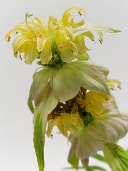 黄色のモナルダの花 黄色のモナルダの花の写真
