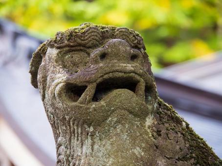 戸隠神社の狛犬 戸隠神社の狛犬 長野,戸隠,狛犬の写真素材