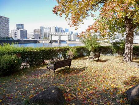 落ち葉に囲まれた秋のベンチ ベンチ,公園,秋の写真素材