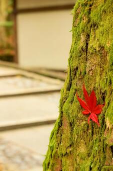 Photo, natural, moss, autumn leaves, 