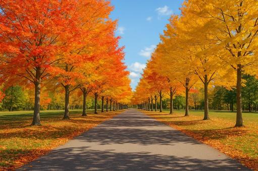紅葉の並木道 紅葉の並木道の写真