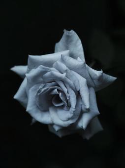 Rose 251, JPG