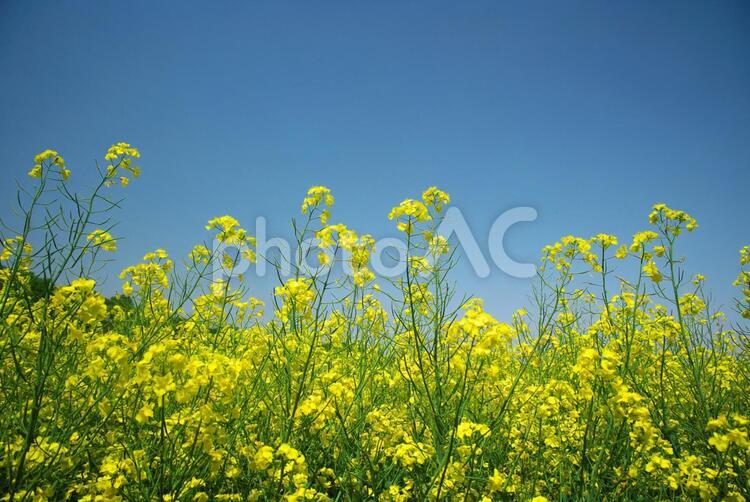 黄色く染まった北国の絶景 菜の花畑,旅行,夏の写真素材