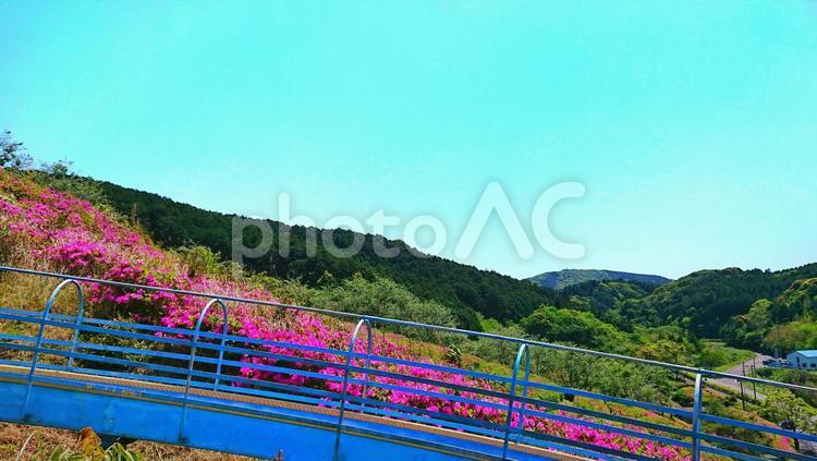 ツツジのある風景 風景,庭園,自然の写真素材