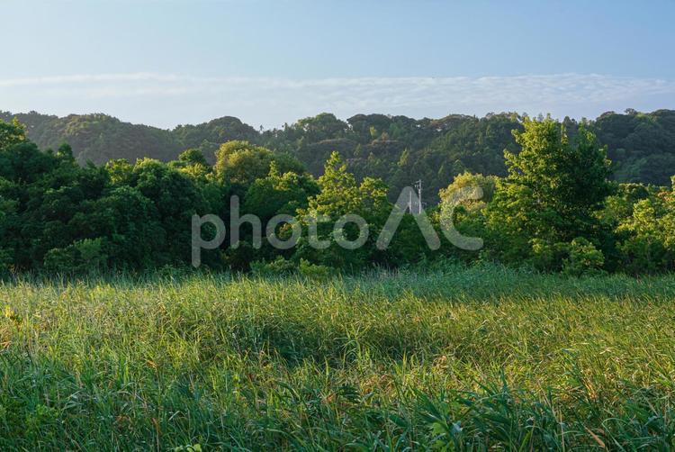 早朝の鬱蒼とした草木に覆われた佐鳴湖畔 草木,草,木々の写真素材