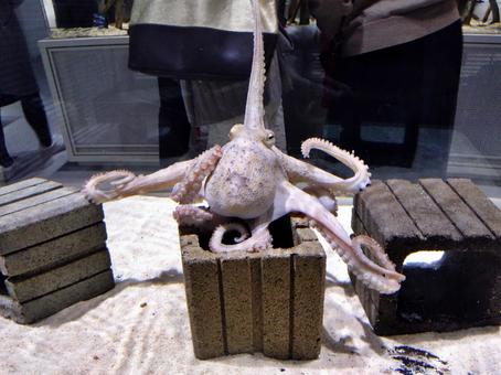 Photo, octopus, madako, octopus dance, 