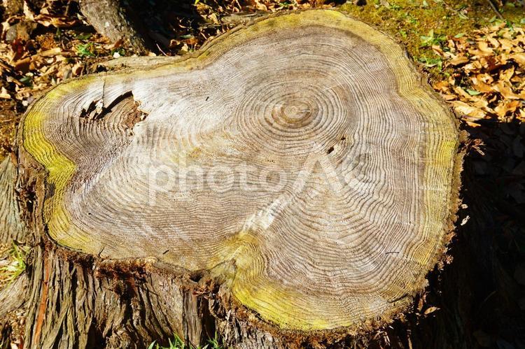 木の切り株 切り株,木,樹木の写真素材