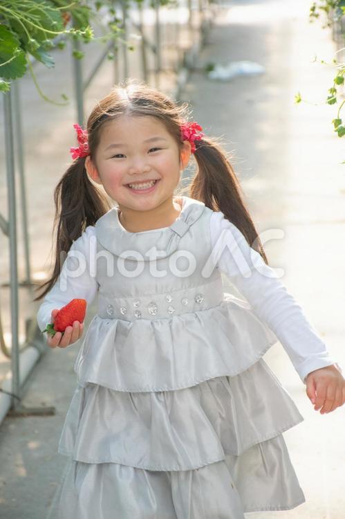 いちごを持つ子供 いちご狩り,いちご,子供の写真素材