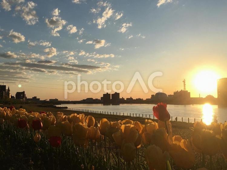 春の夕暮れ　月と夕日 花,新潟市,緑の写真素材