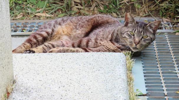 カメラ目線で寝転ぶもふもふであざとい猫 カメラ目線で寝転ぶもふもふであざとい猫 猫,キジトラ,寝そべるの写真素材