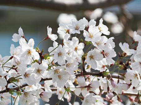 桜の花 桜の花の写真