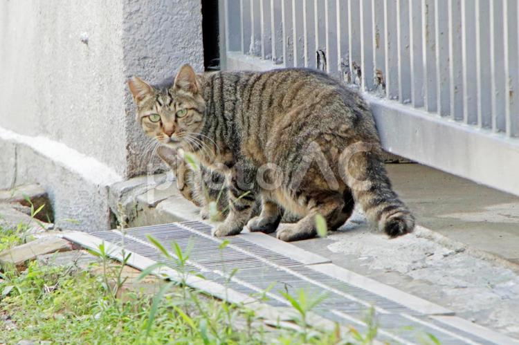 気の合うキジトラ猫　１ のらねこ,ねこ,ネコの写真素材