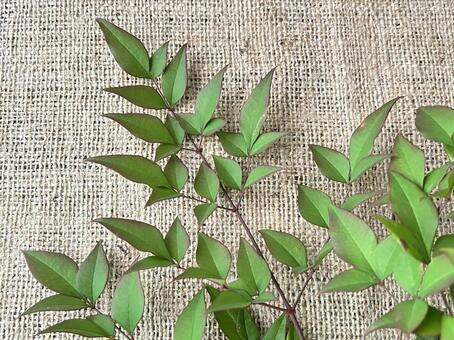 南天 南天,葉,枝の写真素材