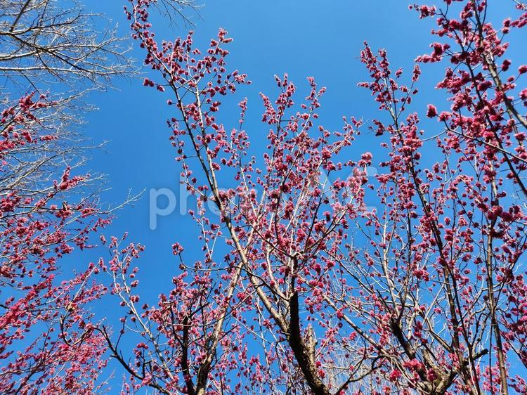 梅の木 梅の花,紅梅,梅の写真素材