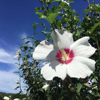 Rose of Sharon, JPG Rose of Sharon, JPG